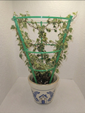 Adjustable Plant Cage Support, Trellis  for small indoor or outdoor flowers or vines, 3D Printed, Durable PETG, easy assembly